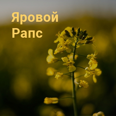 ЯРОВОЙ РАПС